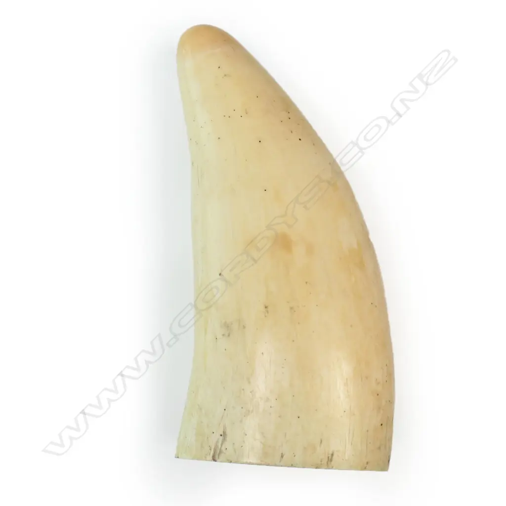 A large whales tooth, Image 1++